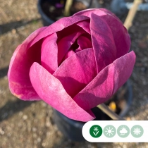 Magnolie 'Black tulip'