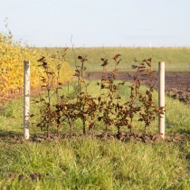 Blutbuchenhecke pro Meter zweireihig