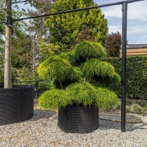 Sawara-Scheinzypresse 'Bonsai' #114