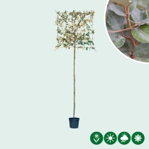 Ölweide Spalierbaum