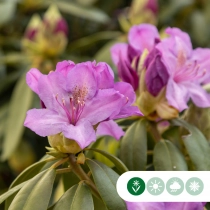 Rhododendron Catawbiense grandiflorum