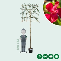 Oleander  Spalierbaum