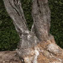 Olivenbaum 'Serrana' #67