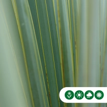 Palmlilie Yucca
