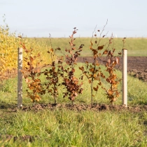 Blutbuchenhecke pro Meter einreihig