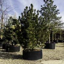 Bosnische Kiefer #117