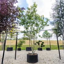 Rotnerviger Schlangenhaut-Ahorn #109