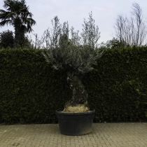 Olivenbaum 'Bonsai' #103