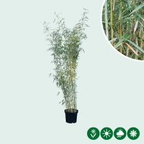 Fargesia robusta 'Campbell'