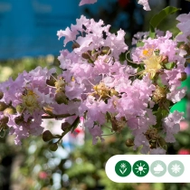 Chinesische Kräuselmyrte 'Muskogee'