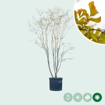 Chinesische Kräuselmyrte mehrstämmig