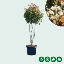 Glanzmispel-Kugel mehrstämmig