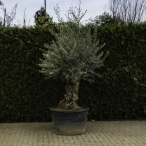 Olivenbaum 'Bonsai' #96