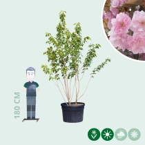 Japanische Zierkirsche 'Kanzan' mehrstämmig