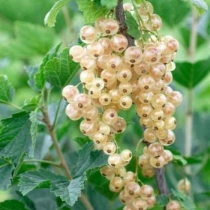 Weiße Johannisbeere