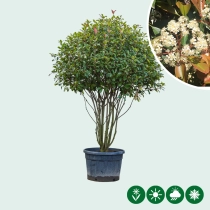 Glanzmispel-Kugel mehrstämmig ausgewachsen