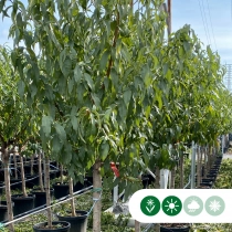 Mandelbaum halbstamm