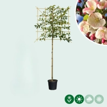 Zierapfel als Spalier