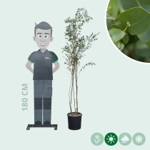 Eukalyptus mehrstämmig