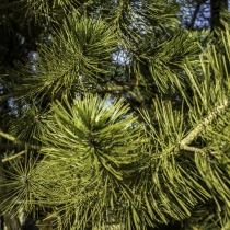 Bosnische Kiefer #117