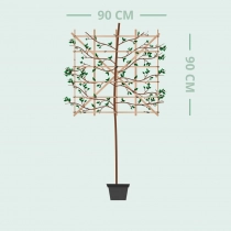 Portugiesischer Lorbeer als Spalierbaum