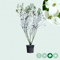 Cornus China Girl mehrstämmig