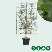 Eukalyptus Heckenelement