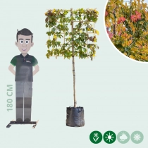 Persischer Eisenholzbaum als Spalier