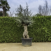 Olivenbaum 'Bonsai' #100