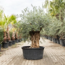 Olivenbaum 'Bonsai' #197