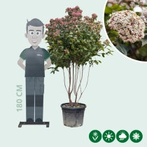 Schneeball mehrstämmig