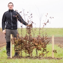 Blutbuchenhecke pro Meter zweireihig