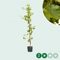 Weinbaum auf Stock