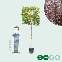 Rosaregen Rosea als Spalier