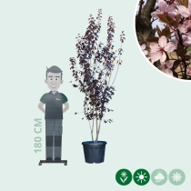 Blutpflaume Mehrstämmig