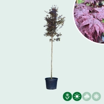 Roter Fächerahorn Bloodgood hochstamm