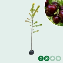 Prunus a. 'Regina'