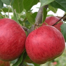 Malus d. 'Ecolette' als Spalier