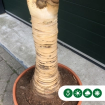 Chinesische Hanfpalme mit kahlem Stamm (fein) 80 cm  Stammhöhe