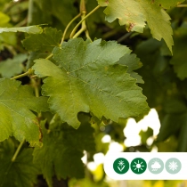 Weinbaum auf Stock