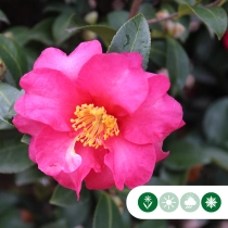 Camelia sasanqua Heckenelement