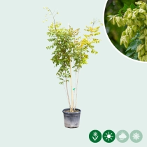 Blasenbaum mehrstämmig