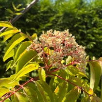 Bienenbaum mehrstämmig