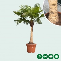 Chinesische Hanfpalme mit kahlem Stamm (fein) 80 cm  Stammhöhe