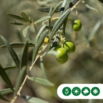 Olivenbaum ‘Hojiblanca’