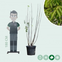 Bienenbaum mehrstämmig