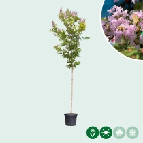 Chinesische Kräuselmyrte 'Muskogee'