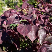 Judasbaum 'Forest Pansy' als Spalier