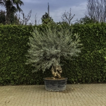 Olivenbaum 'Bonsai' #90