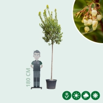 Erdbeerbaum